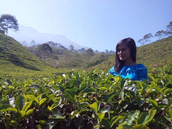 Kemuning Tea Plantation