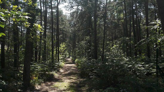 Sciezka przyrodnicza "Zyzne Lasy z Orlica"