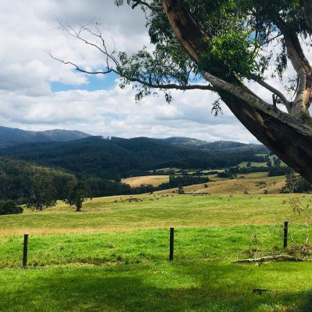Little Charli's Lookout