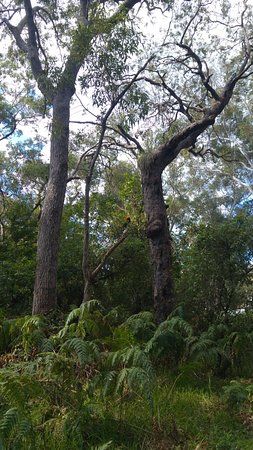 Bagnalls Beach Reserve