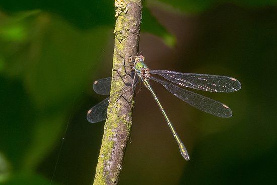 Holt Island Nature Reserve