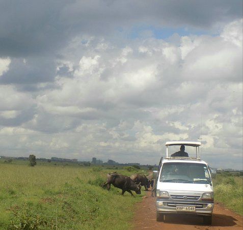 Qiongozi Wellness Escapes