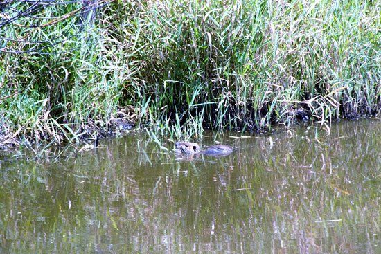 Reserve naturelle regionale Marais de Briere