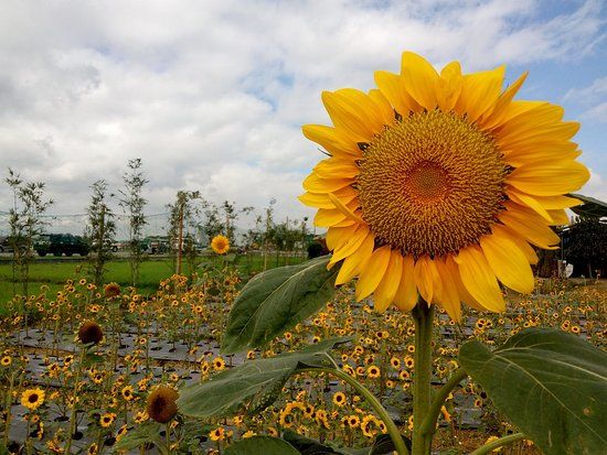 Angel's Sunflower Field