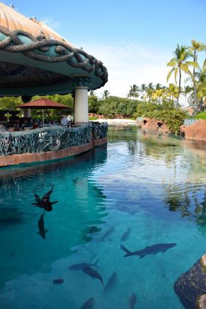 Lagoon Bar & Grill