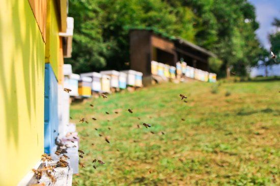 Honey shop Damir Tafra