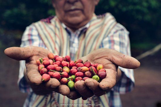 El Trapiche Ecologico Galapagos