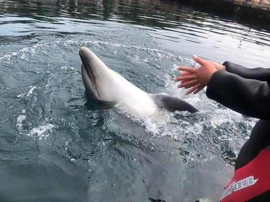 Janohire Dolphin Farm