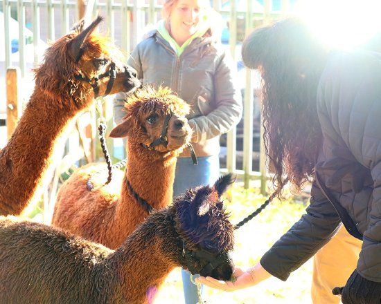 Wyld Court Alpacas