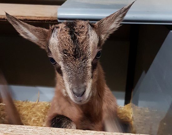 Chevrerie Au Coeur de Montjoie