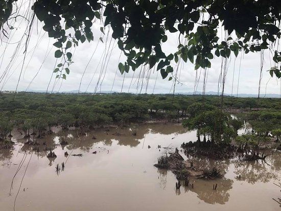 Tien Yen Mangrove Forest