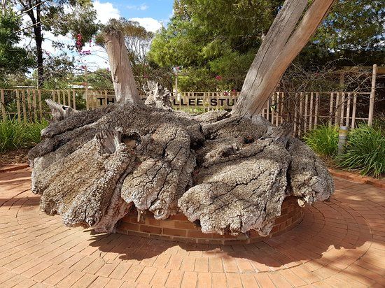 The Big Mallee Root Stump