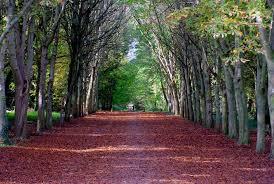 Forest of Saint-Germain-en-Laye
