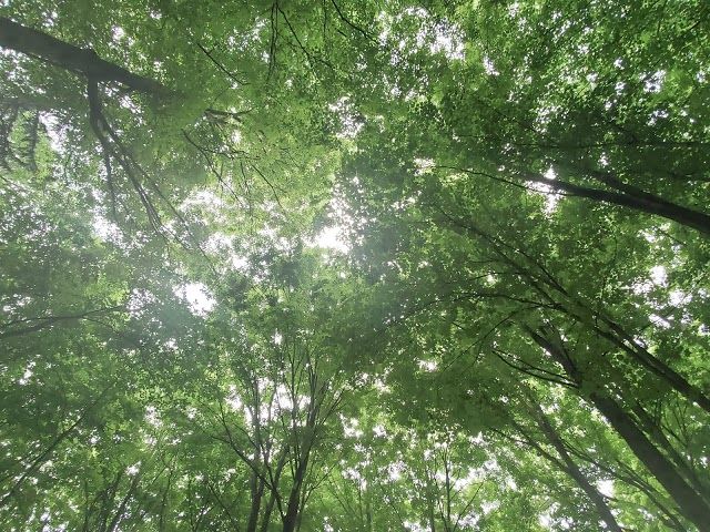 Macaulay Heritage Park