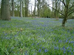 Harcourt Arboretum