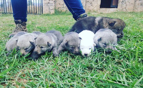 Caesar's Bush Palace