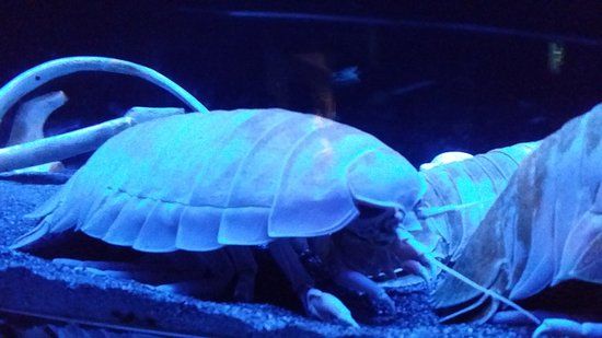 Numazu Deepblue Aquarium