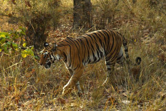 Bandhavgarh Hill