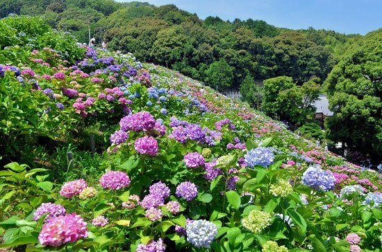 Hydrangeas Village Katahara Onsen