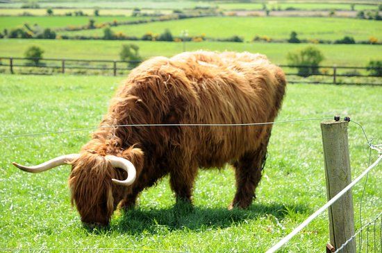 Ardmore Open Farm and Mini Zoo