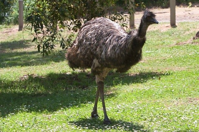 Tower Hill Wildlife Reserve