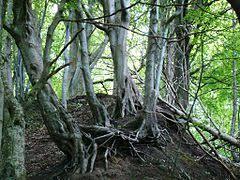 Prirodni rezervace Rozewsky mys