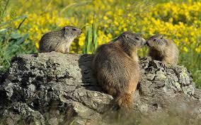 Animal Park of the Pyrenees