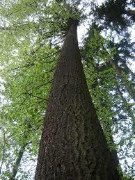 Highest tree in Germany