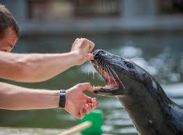 Charlotta Valley Fokarium