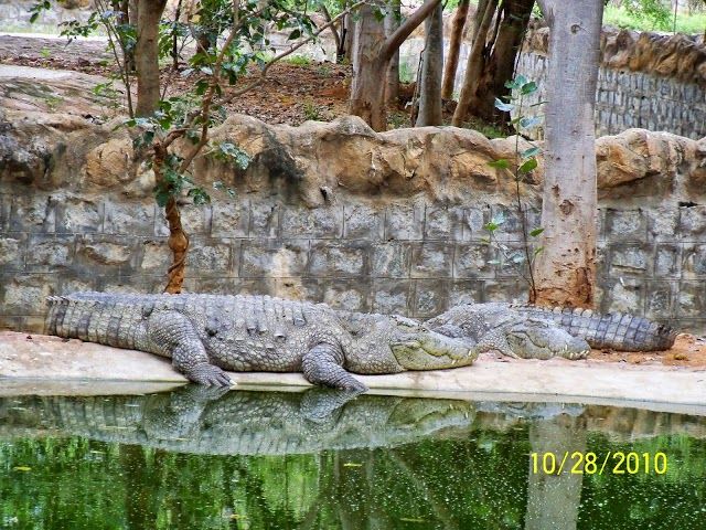 Sri Venkateswara Zoological Park