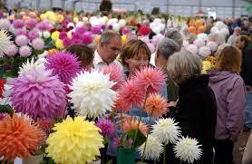 Harrogate Flower Shows