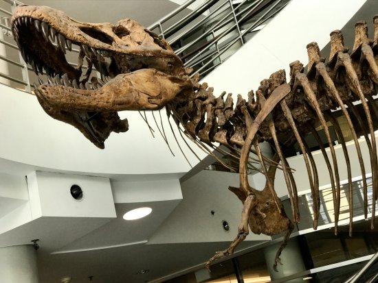 University of California Museum of Paleontology