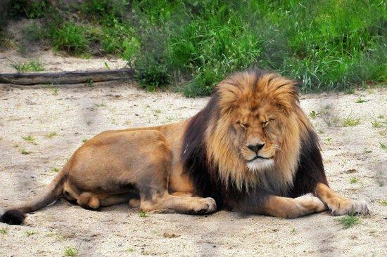 Tierwelt Herberstein