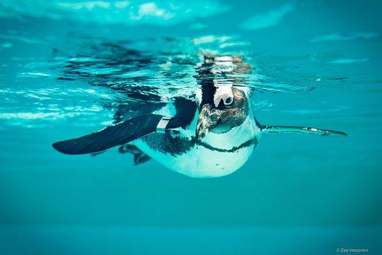 Kittenberger Kalman Zoo & Botanical Garden