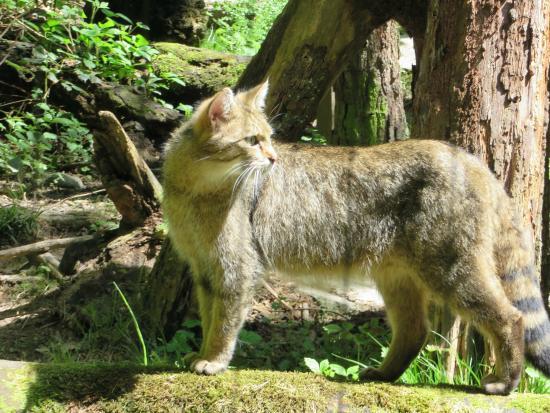 Langenberg Wildlife Park Zurich