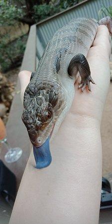 Champagne Bush Tucker Breakfast with the Koalas
