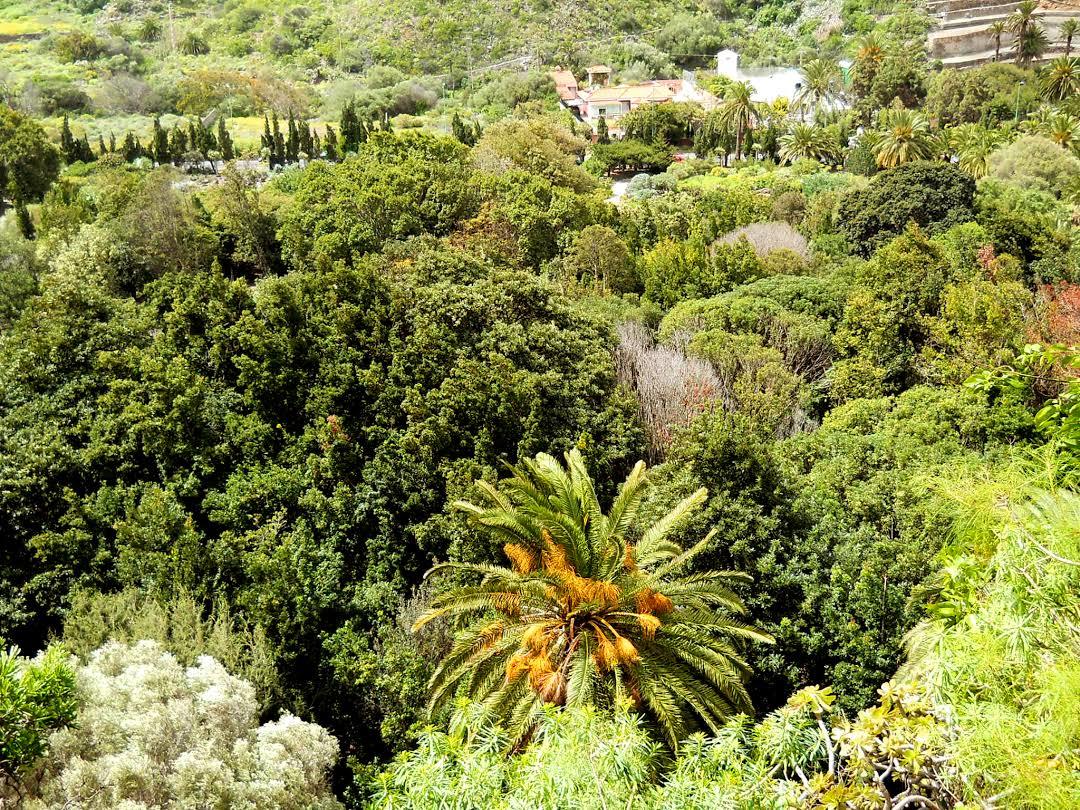 Jardin Botanico Canario Viera y Clavijo