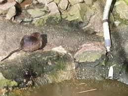 Meissen Siebeneichen Zoo