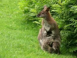 Vogel- und Tierpark Irgenod