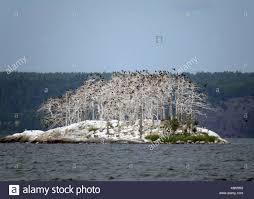 Cormorant Island