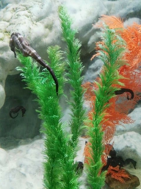 Seahorse World