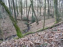 Aplerbecker Wald