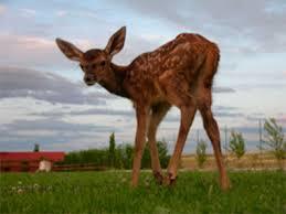 Rioja Natura Park Zoo