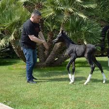 Fontanella Magic Arabians