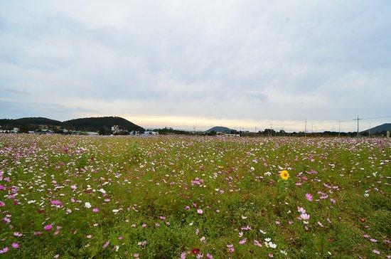 Flowersome Pizza Jeju
