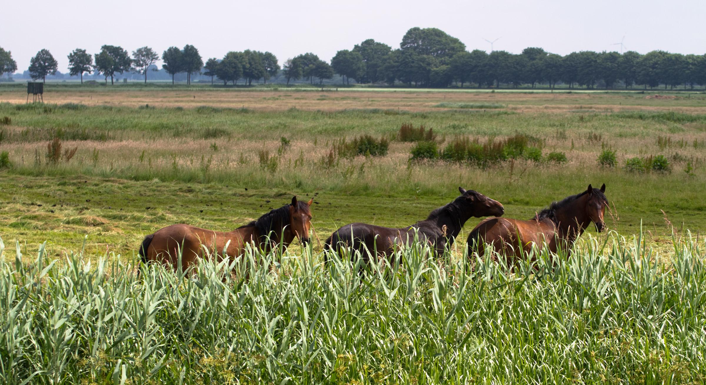 Dummer Nature Park
