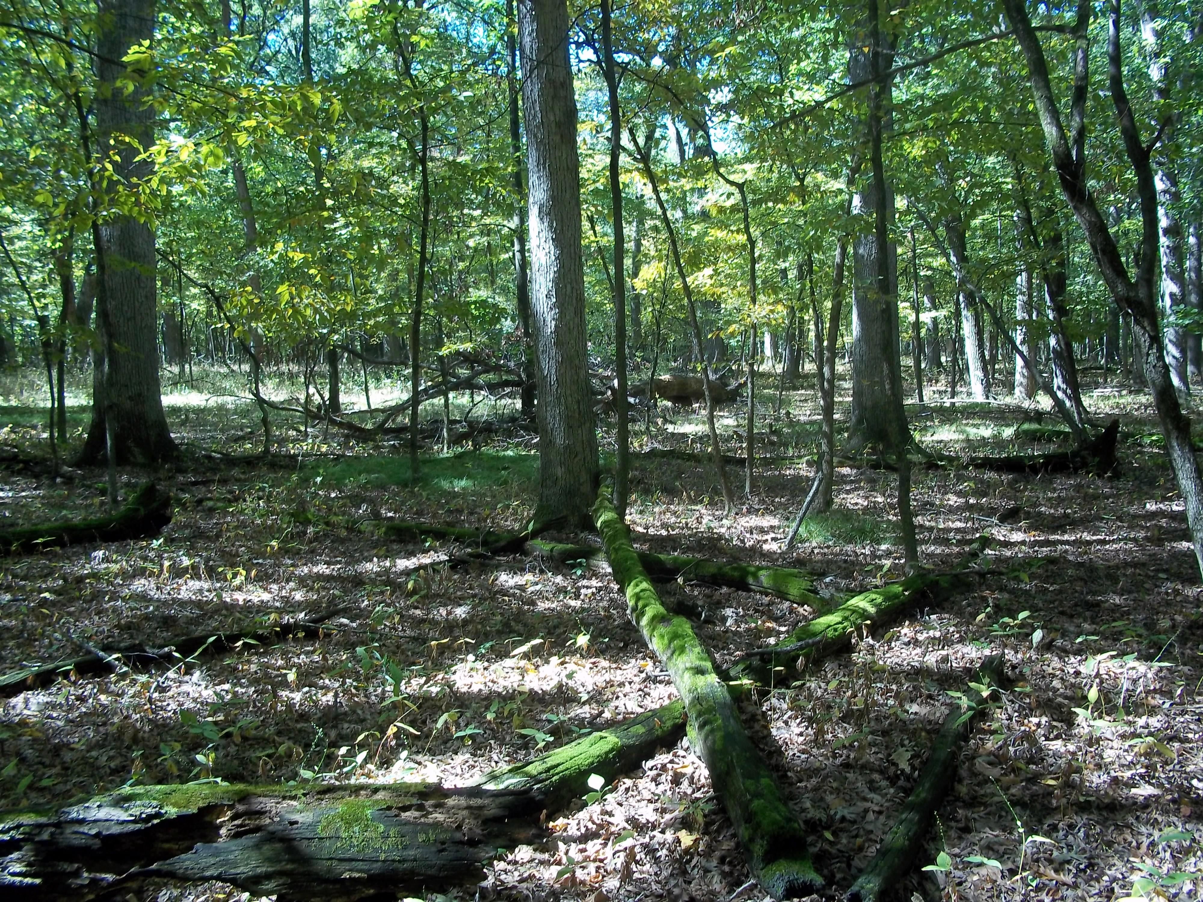 Busse Forest Nature Preserve