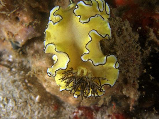 Pattaya Dive Center