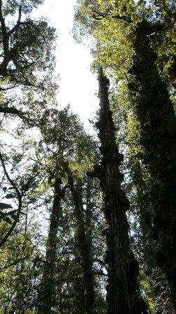Sendero Los Alerces