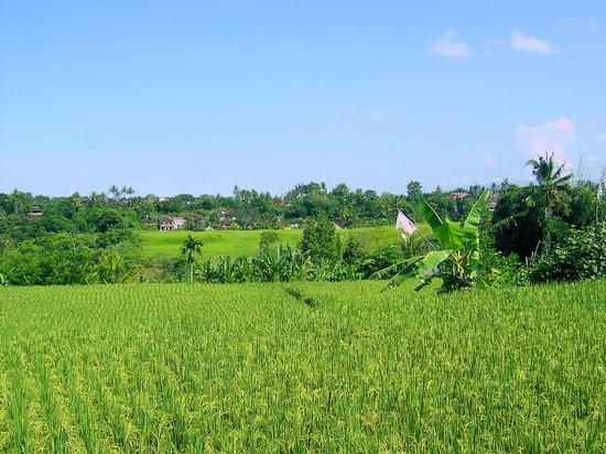 Bali Bird Walks